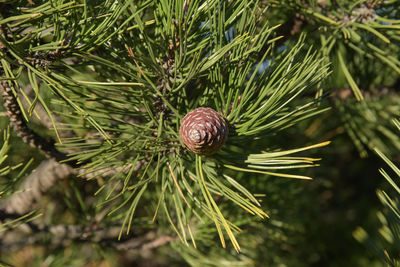 Close-up of a pine cone