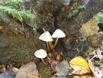 Directly above shot of tree trunk in forest