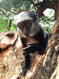 Portrait of monkey sitting on tree trunk in forest