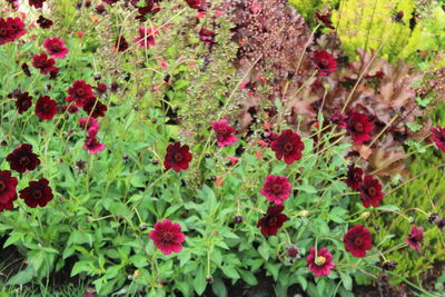 Close-up of red flowering plants on field