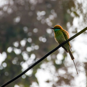 Close-up of bird perching on branch