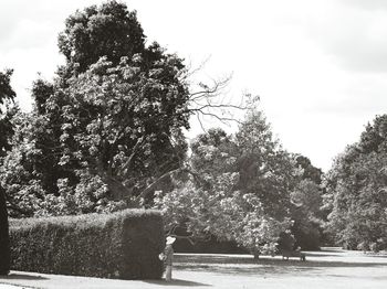 Trees on landscape against sky