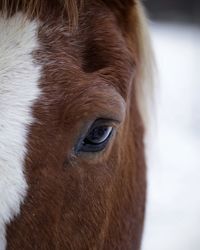 Close-up of a horse