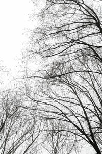 Close-up of bird on tree against sky