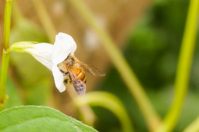 Close-up of insect pollinating on flower