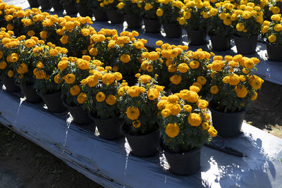 High angle view of plants