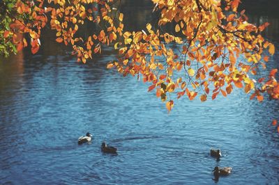 Ducks swimming in lake