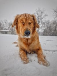 Portrait of dog in snow