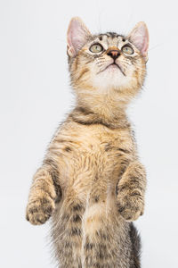 Portrait of a cat against white background