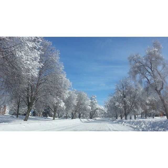 tree, transfer print, sky, auto post production filter, snow, tranquility, road, the way forward, tranquil scene, winter, nature, bare tree, cold temperature, beauty in nature, blue, day, scenics, landscape, branch, diminishing perspective