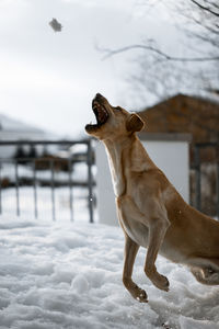 Dog on snow covered field