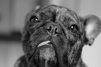 Close-up portrait of dog