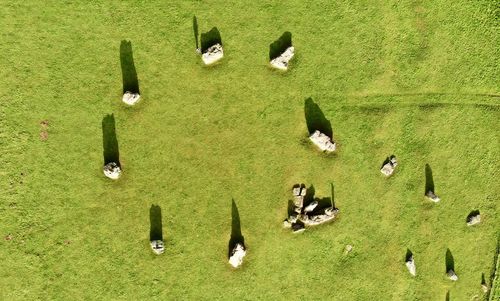 High angle view of sheep on grassy field