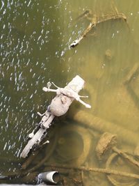 High angle view of turtle in lake