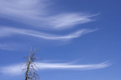 Low angle view of tree against blue sky