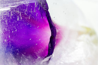Close-up of wet purple flower