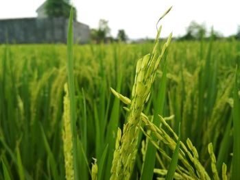 Close-up of wheat growing on field