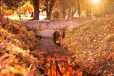 Trees in park during autumn