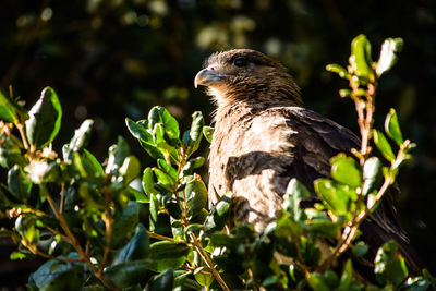 Bird perching on a tree