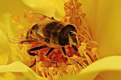 Close-up of bee on yellow flower