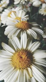 Close-up of white daisy blooming outdoors