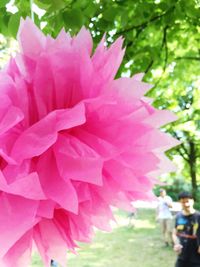 Close-up of pink flowers