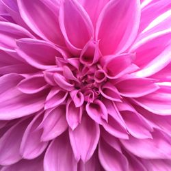 Close-up of pink dahlia