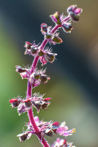 Close-up of pink flowering plant