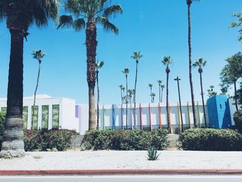 Palm trees and plants against blue sky