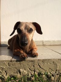 Close-up portrait of dog sitting against wall