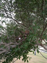 Bird perching on a tree