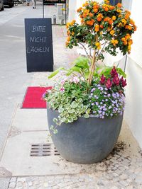 Close-up of plants