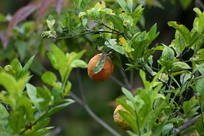 Close-up of fruits on plant