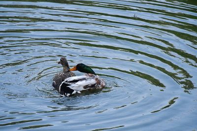 High angle view of duck swimming in lake
