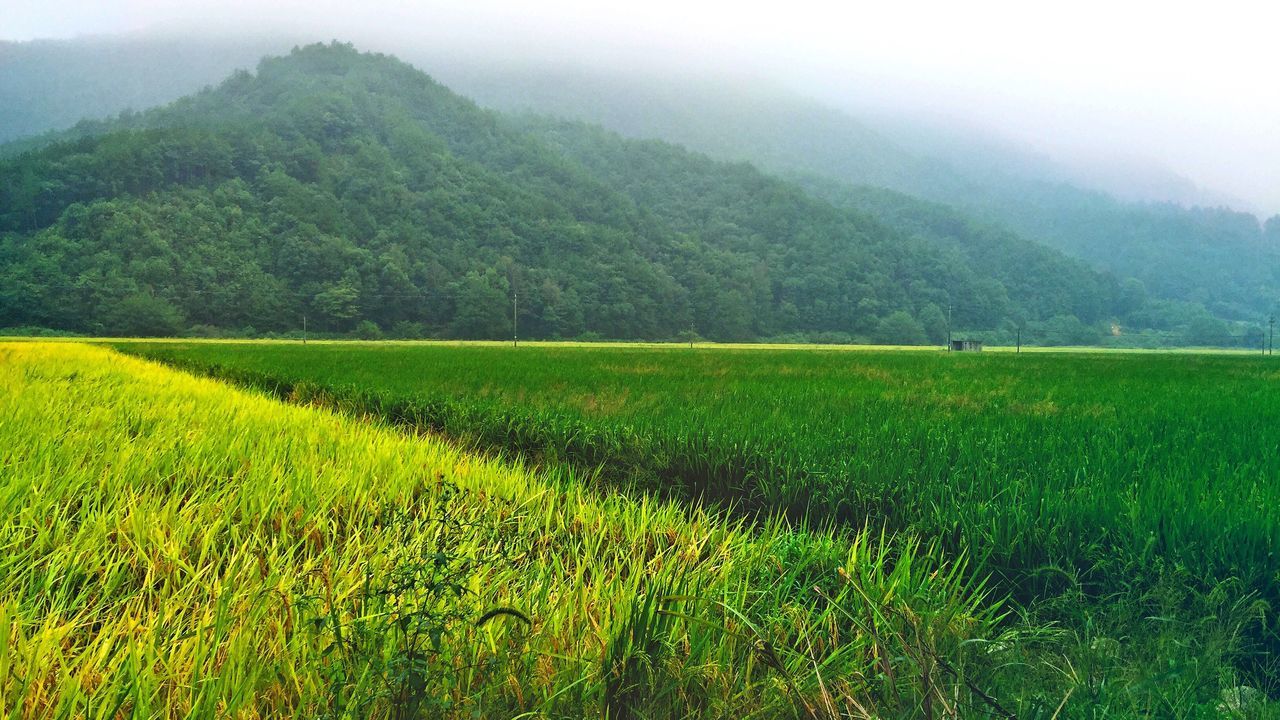 green color, mountain, tranquil scene, fog, beauty in nature, scenics, growth, tranquility, nature, landscape, weather, field, foggy, plant, non-urban scene, lush foliage, farm, sky, agriculture, rural scene, day, remote, outdoors, no people, grass area, majestic, mountain range, cloud - sky, vacations, green, grassy