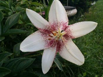 Close-up of white flower