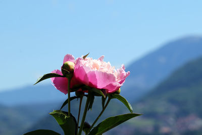 Close-up of pink flowering plant