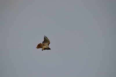 Low angle view of eagle flying against clear sky