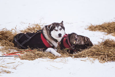 Beautiful alaska husky dogs resting during a sled dog race. long distance sled dog race in norway.