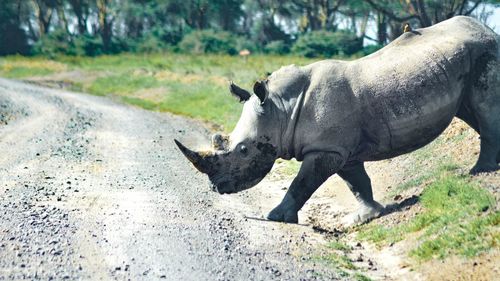 Side view of a rhinoceros