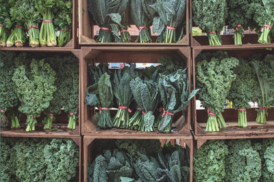 Potted plants in shelf for sale