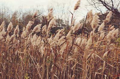 Close-up of plants growing on field against sky