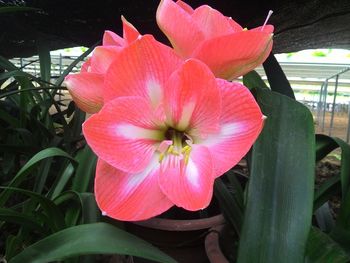 Close-up of pink flowers blooming outdoors