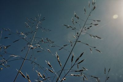 Low angle view of birds flying against clear blue sky