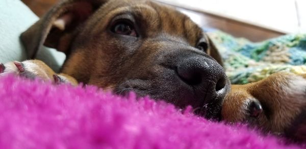 Close-up of dog relaxing on bed