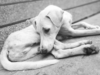 Close-up of dog sleeping on footpath