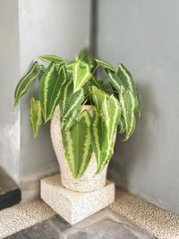 Close-up view of potted arrowhead plant