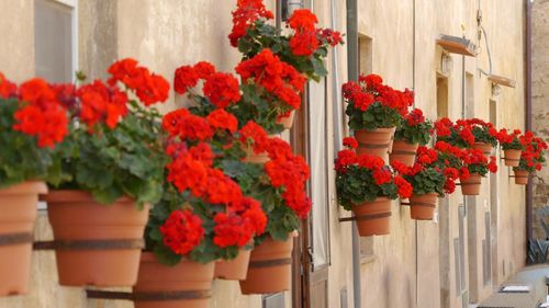 Hanging flower pots with red flowers at mediterranen wall of building 