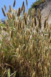 Close-up of cactus growing on field