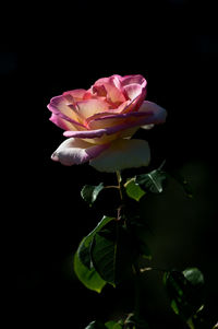 Close-up of pink rose flower against black background